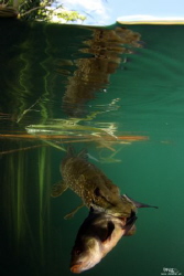 A pike trying to get a meal on a tench ... by Daniel Strub 